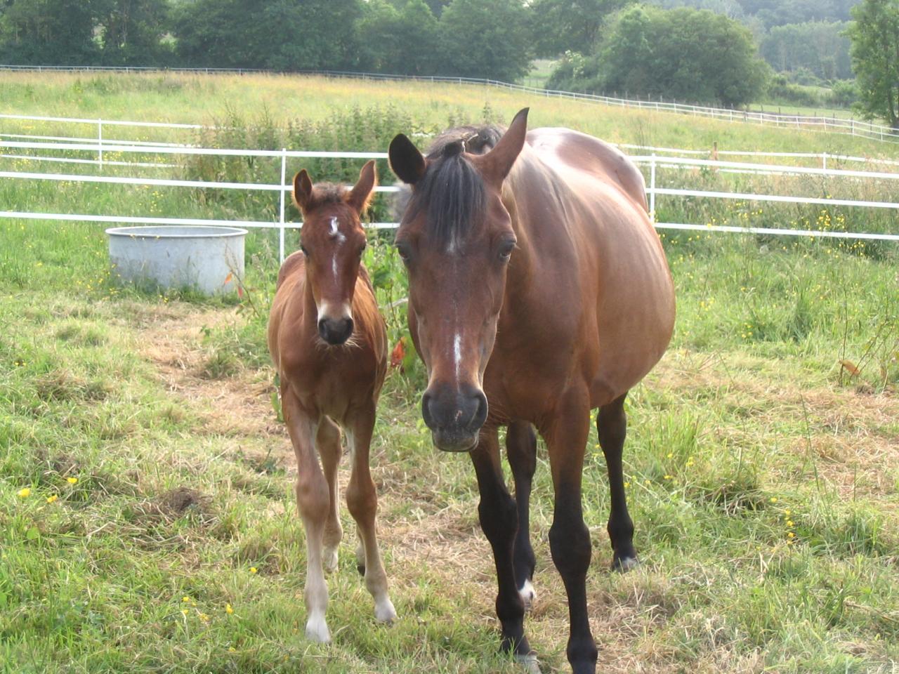 ANNINA ET SAPHIR
